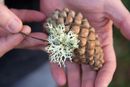 lichen and cone
